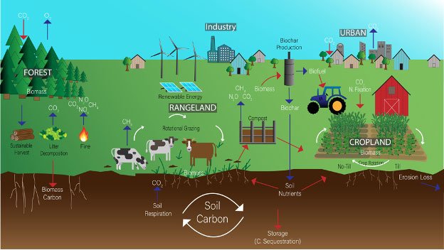 Cycle of Soil Carbon Processes